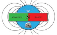 AttractionNaction Incorporated image 1